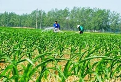 十大误区丨你家的玉米为什么不高产?