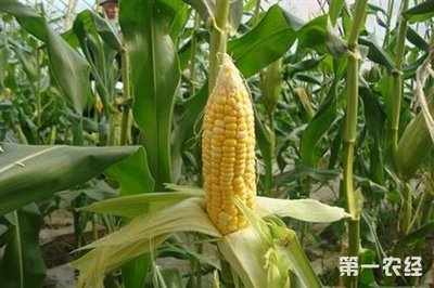 玉米种植 常见育种方法解析