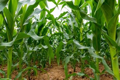 玉米种植全指南 最佳播种时间、保险赔付与种植标准化解读