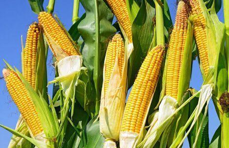 夏季种玉米怎么种 高产玉米妙招是什么 这篇文章告诉你