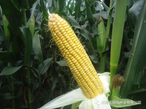 春播玉米选种指南 抓住关键节点，科学选对品种
