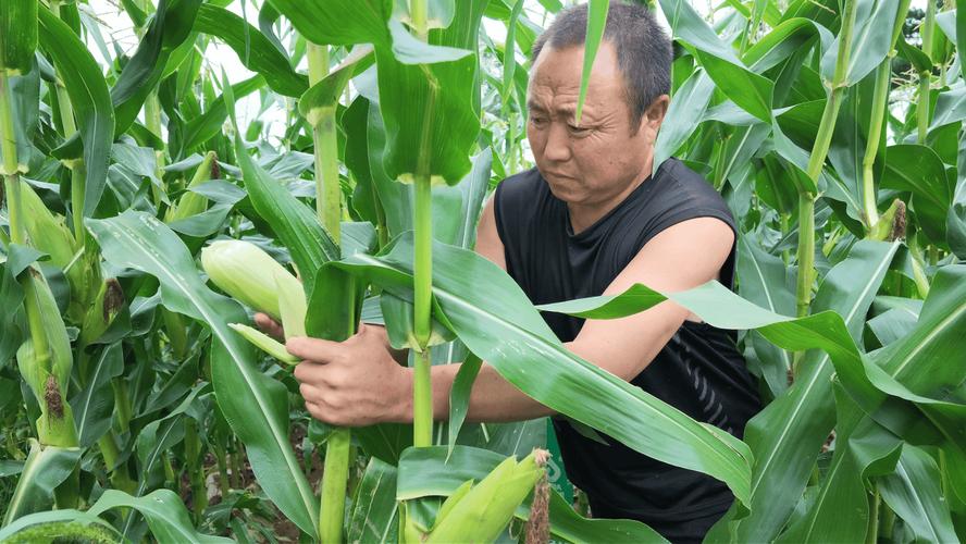 逊克:驻村精准帮扶 黏玉米产业丰产提质