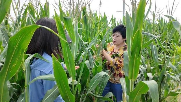 入汛以来,我市遭遇强降雨天气,给玉米种植带来不利影响,市农业农村局