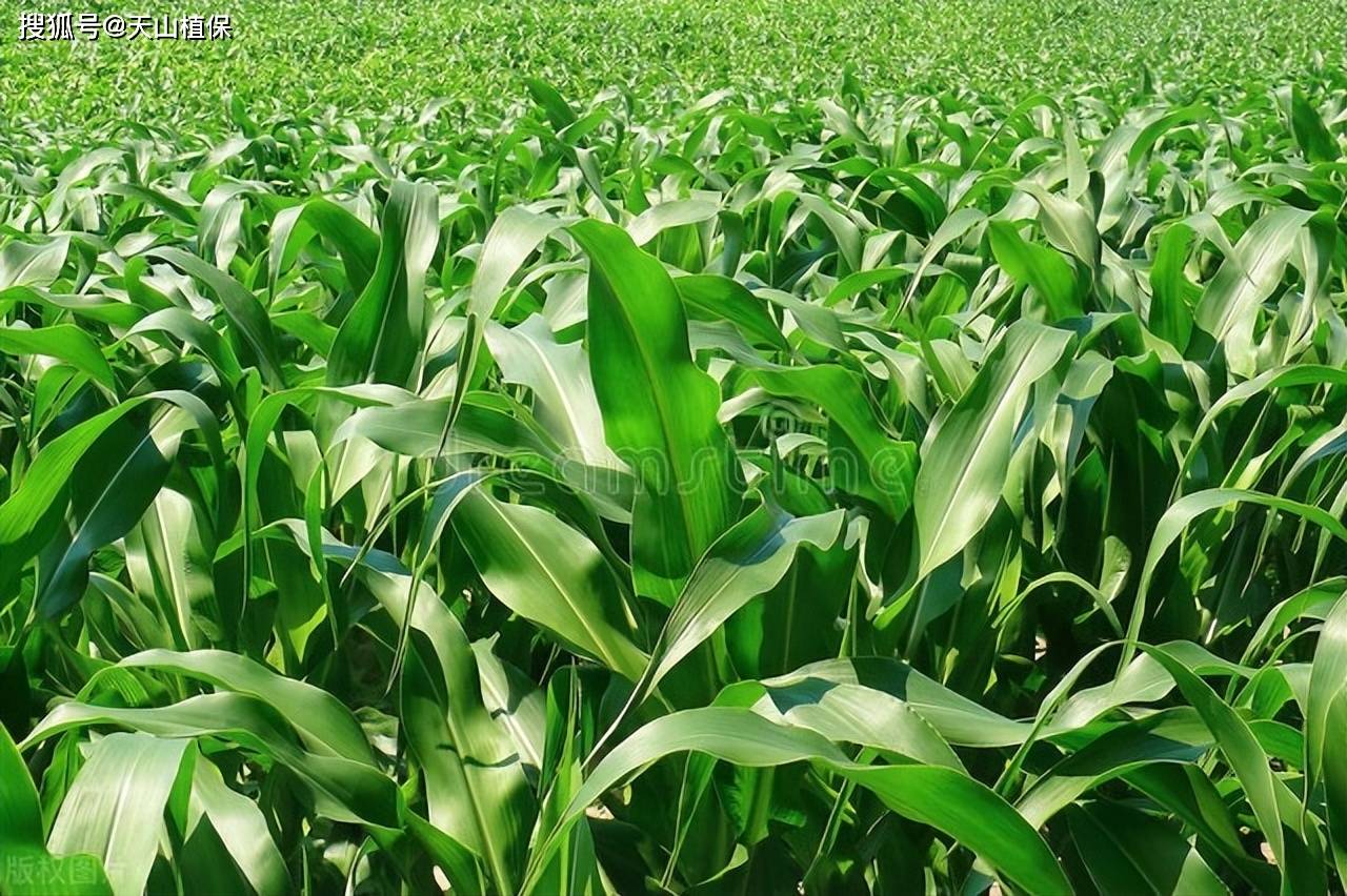 复播青贮玉米种植技术要点_进行_收获_虫害