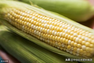 玉米种植中柳蓝叶甲的防治策略